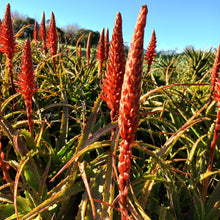 Load image into Gallery viewer, Aloe arborescens miniature (3 Plants)