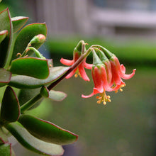 Load image into Gallery viewer, Cotyledon elisae (3 Plants)