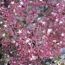 Load image into Gallery viewer, Crassula Cape Star (3 Plants)