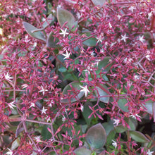 Load image into Gallery viewer, Crassula Cape Star (3 Plants)