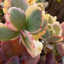 Load image into Gallery viewer, Kalanchoe fedtschenkoi variegata (3 Plants)