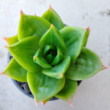 Load image into Gallery viewer, Haworthia Green Rose (3 Plants)