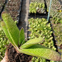 Load image into Gallery viewer, Gasteria Yellow Bird (1 plant)