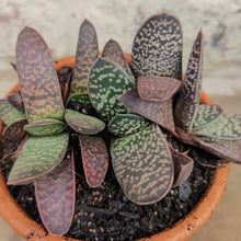Load image into Gallery viewer, Gasteria Little Vader (1 plant)