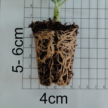 Load image into Gallery viewer, Cotyledon orbiculata -Silver Pads(3 Plants)