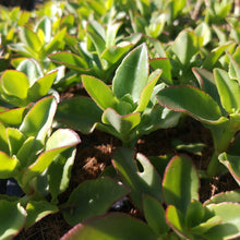 Load image into Gallery viewer, Crassula Collection (15 Young Plants)