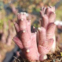 Load image into Gallery viewer, Orbea Variegata (3 Plants)