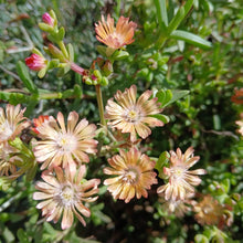 Load image into Gallery viewer, Delosperma Fruit salad (3 Young Plants)