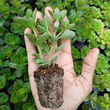 Load image into Gallery viewer, Kalanchoe Tessa (3 Plants)