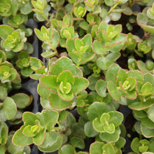 Load image into Gallery viewer, Kalanchoe Tessa (3 Plants)