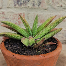 Load image into Gallery viewer, Gasteria Yellow Bird (1 plant)