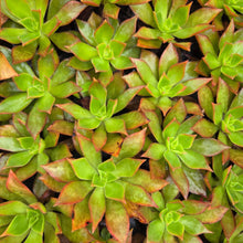 Load image into Gallery viewer, Aeonium leucoblepharum (3 Plants)