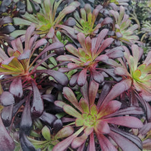 Load image into Gallery viewer, Aeonium Schwarzkopf (3 Plants)