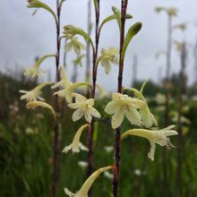 Load image into Gallery viewer, Watsonia meriana Lime (3 Bulbs)