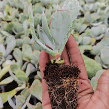 Load image into Gallery viewer, Cotyledon orbiculata -Silver Pads(3 Plants)