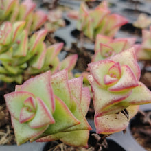 Load image into Gallery viewer, Crassula perforata (3 Plants)