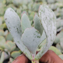 Load image into Gallery viewer, Cotyledon orbiculata -Silver Pads(3 Plants)