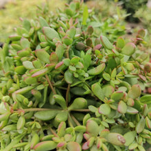 Load image into Gallery viewer, Crassula Red Shore (3 Plants)