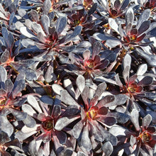 Load image into Gallery viewer, Aeonium Schwarzkopf (3 Plants)