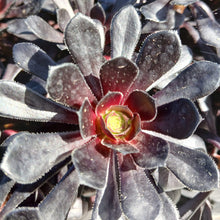 Load image into Gallery viewer, Aeonium Schwarzkopf (3 Plants)