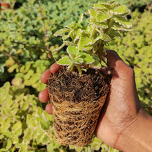 Load image into Gallery viewer, Plectranthus madagascariensis Vareigata (1 Plant)