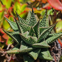 Load image into Gallery viewer, Haworthiopsis limifolia (1Plant)