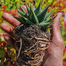 Load image into Gallery viewer, Haworthiopsis limifolia (1Plant)