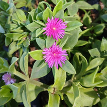 Load image into Gallery viewer, Aptenia cordifolia (3 Plants)