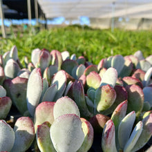 Load image into Gallery viewer, Cotyledon orbiculata Candy (3 Plants)