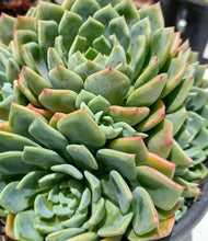Load image into Gallery viewer, Echeveria Durango (3 Plants)
