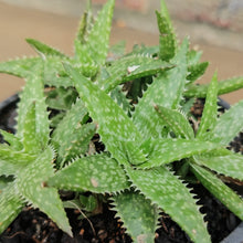 Load image into Gallery viewer, Aloe Swazi (1 Plant) NEW/RARE