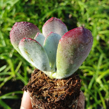 Load image into Gallery viewer, Cotyledon orbiculata Candy (3 Plants)