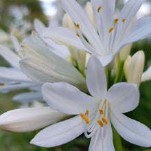 Load image into Gallery viewer, Agapanthus Praecox Shona