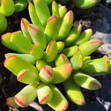 Load image into Gallery viewer, Cotyledon campanulata (3 Plants)