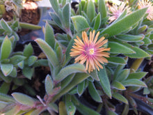 Load image into Gallery viewer, Delosperma litorale 'Orange'(3 Plants)