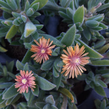 Load image into Gallery viewer, Delosperma litorale 'Orange'(3 Plants)
