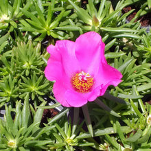 Load image into Gallery viewer, Portulaca Giant Pink (3 Plants)