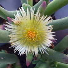 Load image into Gallery viewer, Cylindrophyllum comptonii (3 Plants)