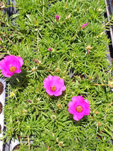 Load image into Gallery viewer, Portulaca Giant Pink (3 Plants)