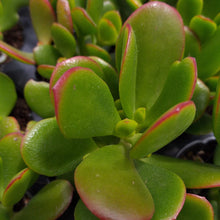 Load image into Gallery viewer, Crassula ovata nana pink (3 Plants)