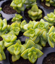Load image into Gallery viewer, Crassula rupestris (3 Plants)