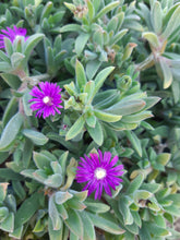 Load image into Gallery viewer, Delosperma litorale 'Silky Rose'(3 Plants)