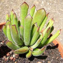 Load image into Gallery viewer, Cotyledon campanulata (3 Plants)
