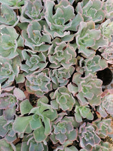 Load image into Gallery viewer, Echeveria Collection (9 Plants)