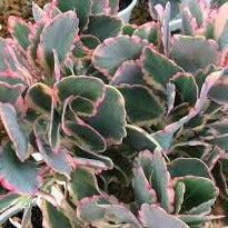 Load image into Gallery viewer, Kalanchoe fedtschenkoi variegata (3 Plants)