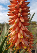Load image into Gallery viewer, Aloe masada (1 Plant, 1m)