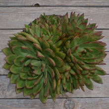 Load image into Gallery viewer, Echeveria Green Volcano (3 Plants)