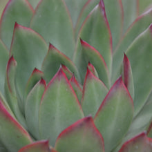 Load image into Gallery viewer, Echeveria Green Volcano (3 Plants)