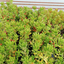 Load image into Gallery viewer, Sedum rubrotinctum Jelly Beans (3 Plants)