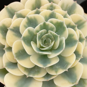 Echeveria Crompton Carousel (1 Plant)